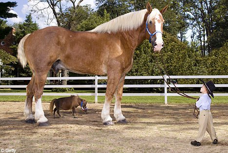 Tallest Horse In The World